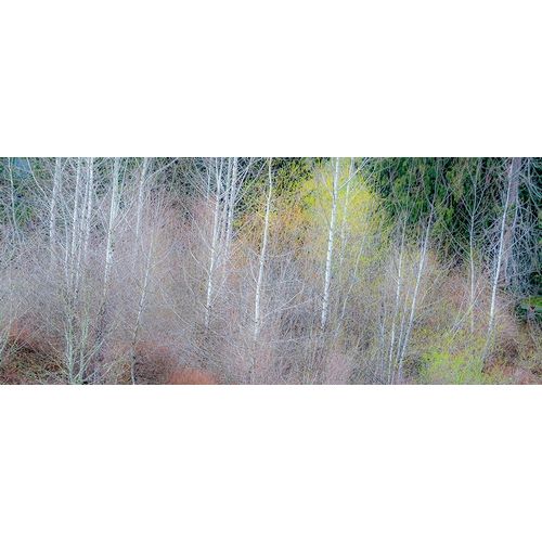 Gulin, Sylvia 아티스트의 USA-Washington State-Sammamish springtime and alder and willow trees in early spring pano작품입니다.